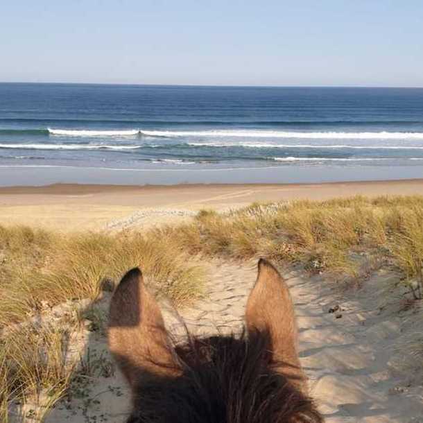 Balade à cheval à l'océan ?